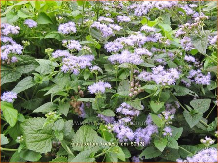 Eupatorium coelestinum | Koninginnekruid, Leverkruid | Himmelblaue Nebelblume