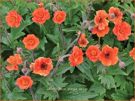 Geum &#039;Rustico Orange&#039; | Nagelkruid | Nelkenwurz