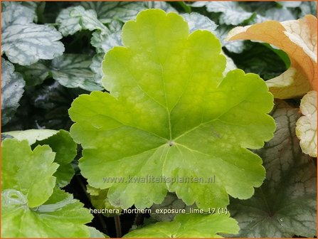 Heuchera &#039;Northern Exposure Lime&#039; | Purperklokje | Purpurgl&ouml;ckchen