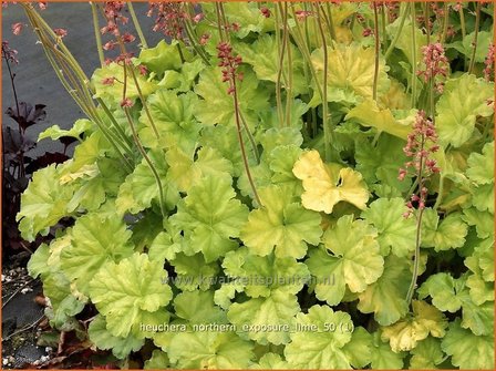 Heuchera &amp;#x0027;Northern Exposure Lime&amp;#x0027; | Purperklokje | Purpurgl&amp;#x00f6;ckchen