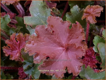 Heuchera &#039;Rex Red&#039; | Purperklokje | Purpurgl&ouml;ckchen