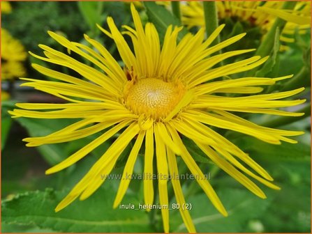 Inula helenium | Alant | Echter Alant