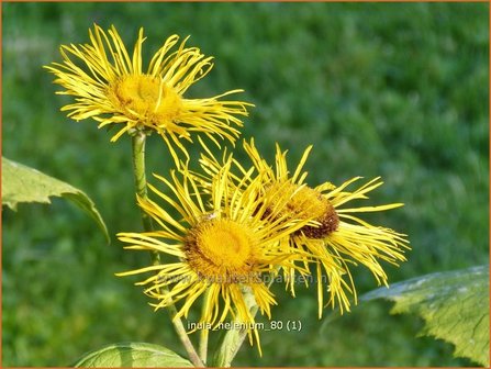 Inula helenium | Alant | Echter Alant