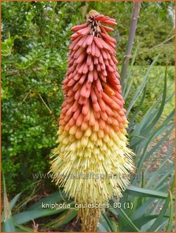 Kniphofia caulescens | Vuurpijl, Fakkellelie | Schaftbildende Fackellilie