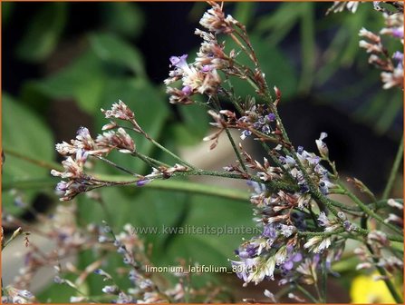 Limonium latifolium | Lamsoor, Zeelavendel | Meerlavendel