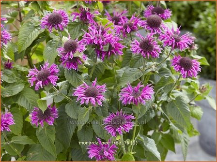 Monarda &#039;Bee-Free&#039; | Bergamotplant, Indianennetel | Indianernessel