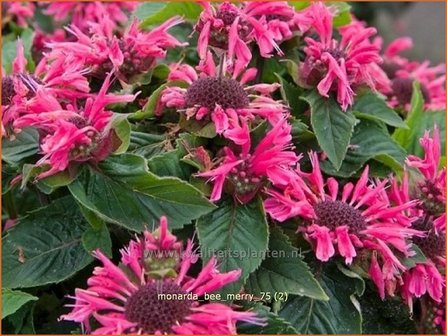 Monarda &#039;Bee-Merry&#039; | Bergamotplant, Indianennetel | Indianernessel