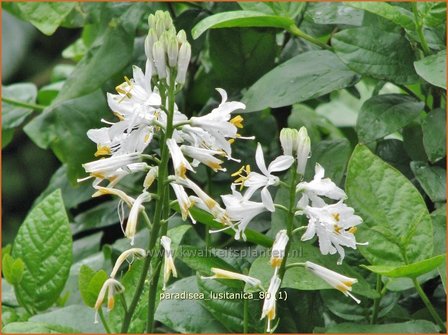 Paradisea lusitanica | Paradijslelie | Iberische Paradieslilie