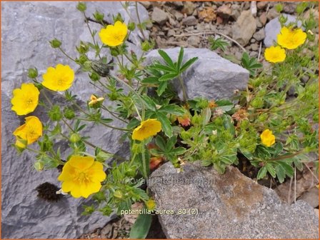 Potentilla aurea | Gouden ganzerik, Ganzerik | Gold-Fingerkraut