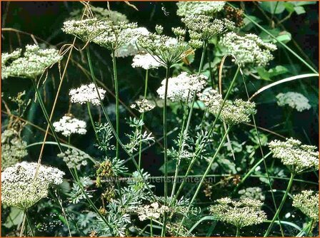 Selinum carvifolia | Karwijselie | K&uuml;mmelbl&auml;ttrige Silge | Cambridge Milk Parsley