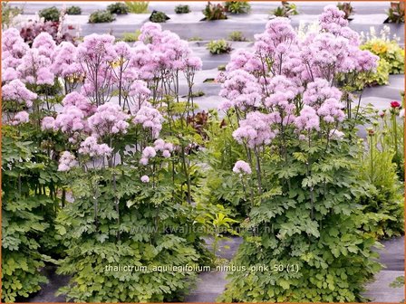 Thalictrum aquilegifolium 'Nimbus Pink' | Akeleiruit, Ruit | Akeleiblättrige Wiesenraute