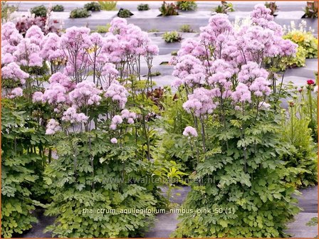 Thalictrum aquilegifolium &#039;Nimbus Pink&#039; | Akeleiruit, Ruit | Akeleibl&auml;ttrige Wiesenraute