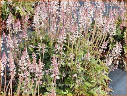 Tiarella &#039;Sylvan Lace&#039; | Schuimbloem, Perzische muts | Schaumbl&uuml;te