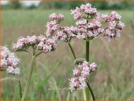 Valeriana officinalis | Valeriaan | Arznei-Baldrian