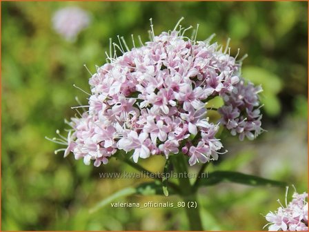 Valeriana officinalis | Valeriaan | Arznei-Baldrian