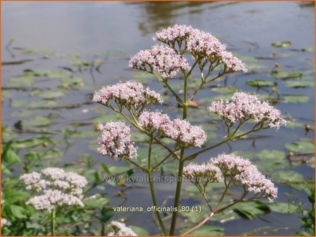 Valeriana officinalis | Valeriaan | Arznei-Baldrian