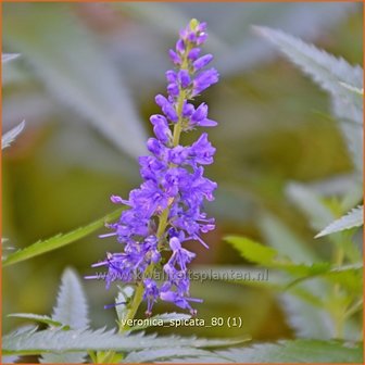 Veronica spicata | Aarereprijs, Ereprijs | Ähren-Ehrenpreis