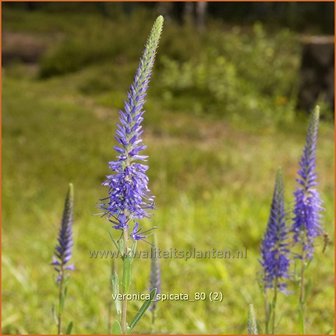 Veronica spicata | Aarereprijs, Ereprijs | Ähren-Ehrenpreis