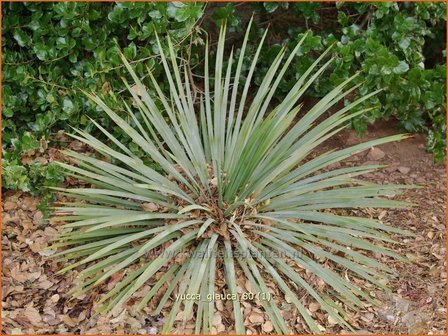 Yucca glauca | Palmlelie | Blaugrünblättrige Palmlilie