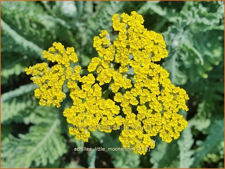 Achillea &#039;Little Moonshine&#039; | Duizendblad | Garbe