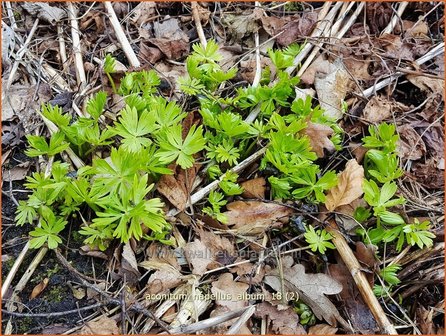 Aconitum napellus &#039;Album&#039; | Monnikskap | Gew&ouml;hnlicher Eisenhut