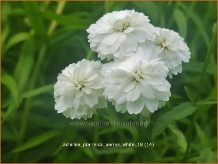 Achillea ptarmica &#039;Perry&#039;s White&#039; | Hemdsknoopjes, Bertram, Duizendblad | Bertrams-Garbe