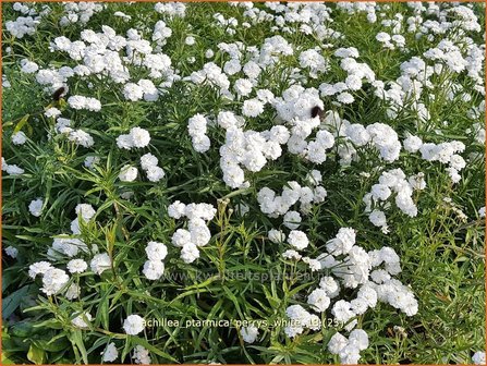 Achillea ptarmica &#039;Perry&#039;s White&#039; | Hemdsknoopjes, Bertram, Duizendblad | Bertrams-Garbe