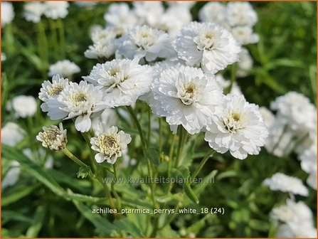 Achillea ptarmica &#039;Perry&#039;s White&#039; | Hemdsknoopjes, Bertram, Duizendblad | Bertrams-Garbe