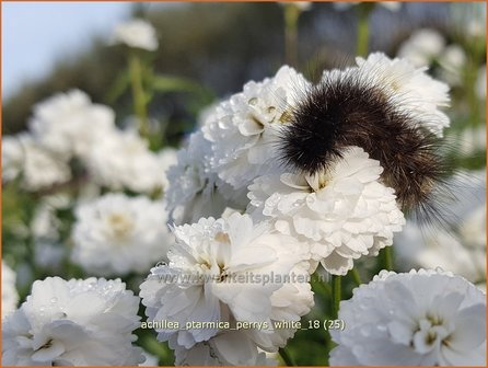Achillea ptarmica &#039;Perry&#039;s White&#039; | Hemdsknoopjes, Bertram, Duizendblad | Bertrams-Garbe
