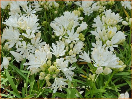 Agapanthus &#039;Double Diamond&#039; | Afrikaanse lelie, Kaapse lelie, Liefdesbloem | Schmucklilie