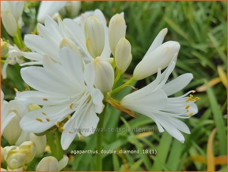 Agapanthus &#039;Double Diamond&#039; | Afrikaanse lelie, Kaapse lelie, Liefdesbloem | Schmucklilie