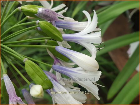 Agapanthus &#039;Twister&#039; | Afrikaanse lelie, Kaapse lelie, Liefdesbloem | Schmucklilie | African Lily