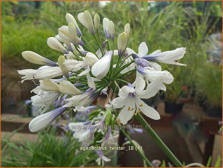 Agapanthus &#039;Twister&#039; | Afrikaanse lelie, Kaapse lelie, Liefdesbloem | Schmucklilie | African Lily