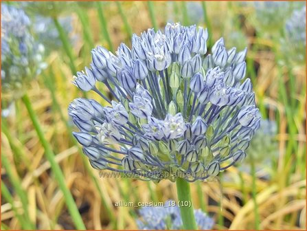 Allium caesium | Sierui, Look | Lauch