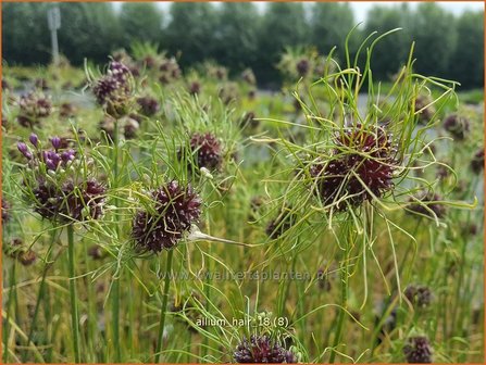 Allium &#039;Hair&#039; | Sierui, Look | Lauch