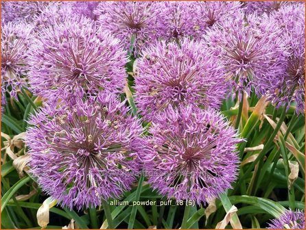 Allium 'Powder Puff' | Sierui, Look | Lauch