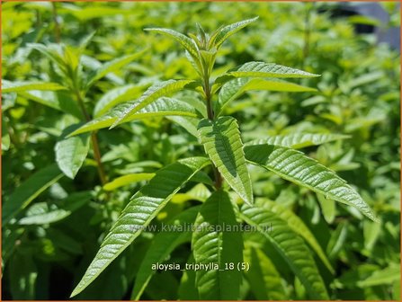 Aloysia triphylla | Citroenverbena | Zitronenverbene