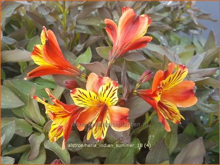 Alstroemeria &#039;Indian Summer&#039; | Incalelie, Peruviaanse lelie | Inkalilie