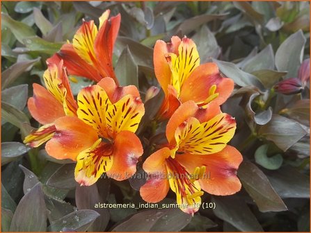 Alstroemeria &#039;Indian Summer&#039; | Incalelie, Peruviaanse lelie | Inkalilie