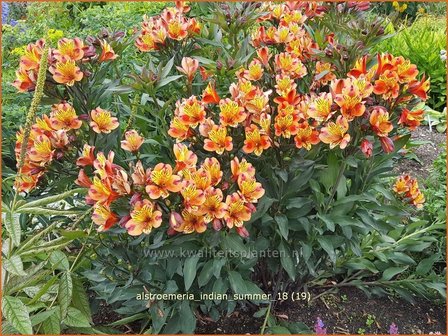 Alstroemeria &#039;Indian Summer&#039; | Incalelie, Peruviaanse lelie | Inkalilie