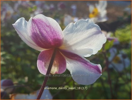 Anemone 'Dainty Swan' | Anemoon | Anemone