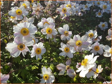 Anemone &#039;Dainty Swan&#039; | Anemoon | Anemone