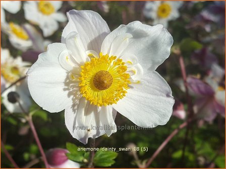 Anemone &#039;Dainty Swan&#039; | Anemoon | Anemone