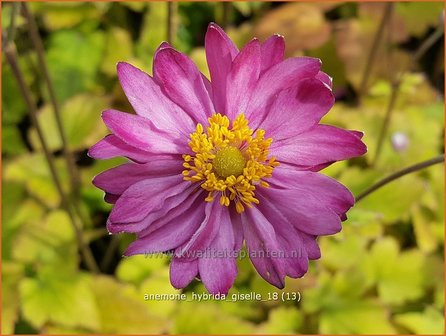 Anemone hybrida &#039;Giselle&#039; | Herfstanemoon, Japanse anemoon, Anemoon | Herbstanemone