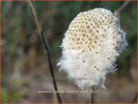 Anemone hybrida &#039;Honorine Jobert&#039; | Herfstanemoon, Japanse anemoon, Anemoon | Herbstanemone