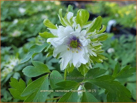 Anemone nemorosa &#039;Monstrosa&#039; | Bosanemoon, Anemoon | Busch-Windr&ouml;schen