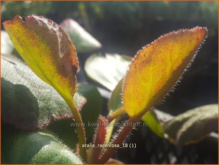Aralia racemosa | Vasteplant duivelswandelstok, Duivelswandelstok | Traubige Staudenaralie