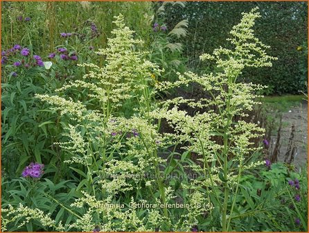 Artemisia lactiflora 'Elfenbein' | Witte bijvoet, Alsem, Bijvoet | Weiße Raute