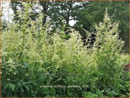 Artemisia lactiflora &#039;Elfenbein&#039; | Witte bijvoet, Alsem, Bijvoet | Wei&szlig;e Raute