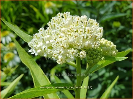 Asclepias incarnata &amp;#x0027;Ice Ballet&amp;#x0027; | Zijdeplant | Rosabl&amp;#x00fc;hende Seidenpflanze